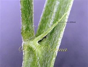  Stipules